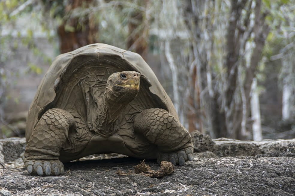 Conozca La Especie De Tortuga Que Se Cre A Extinta Desde Hace A Os