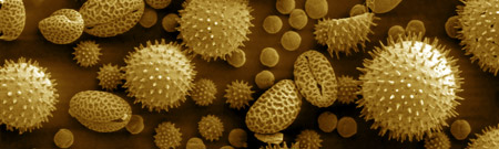 El polen, principal desencadenante de las alergias