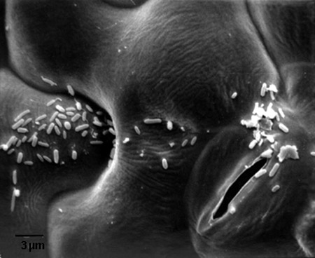 Pseudomonas syringae, la bacteria que hace llover