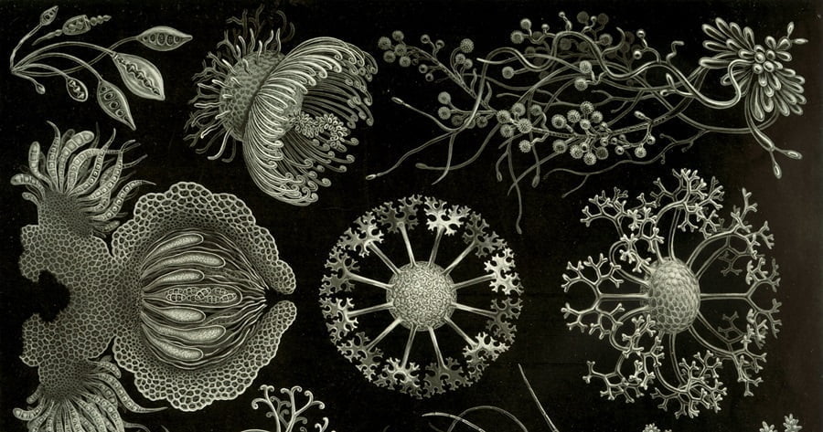 El arte del detalle: fractales en la naturaleza – Nuestroclima