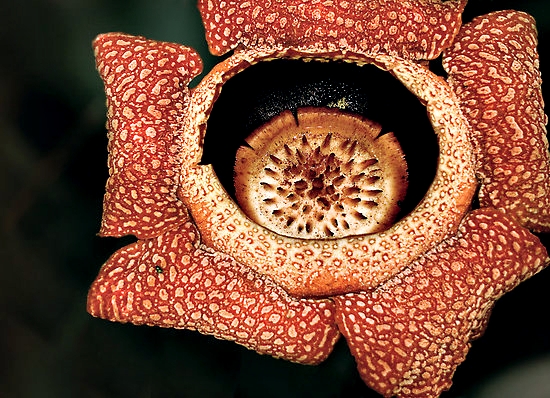Rafflesia arnoldii6