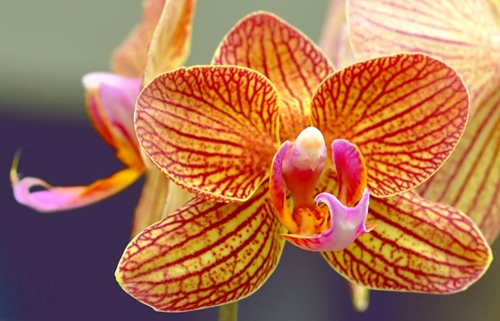 Flores con formas: orquídea «cabeza de pájaro» – Nuestroclima
