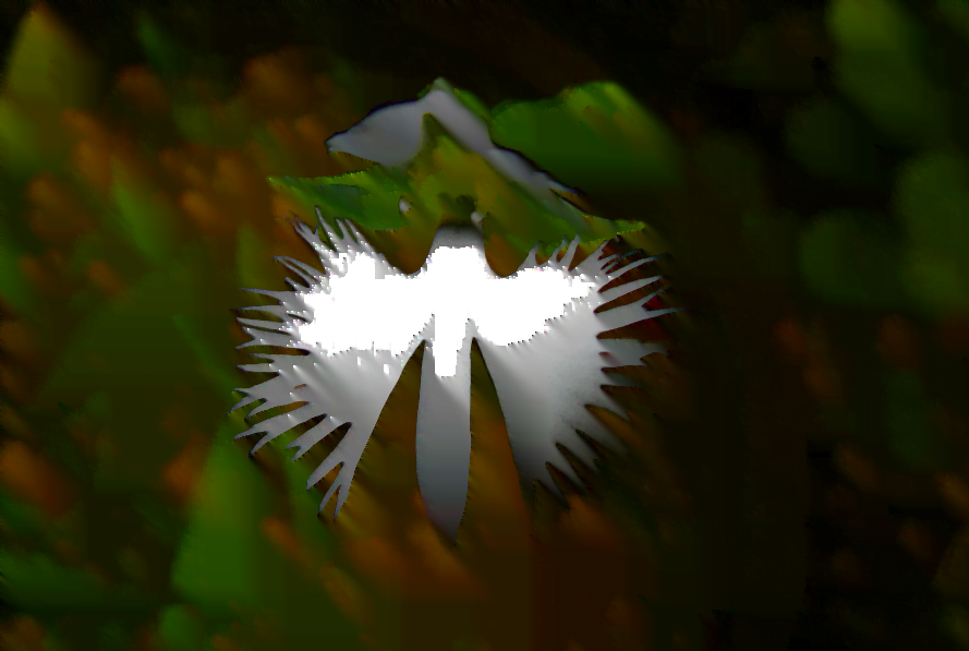 Naturaleza fantástica: orquídea garza blanca – Nuestroclima
