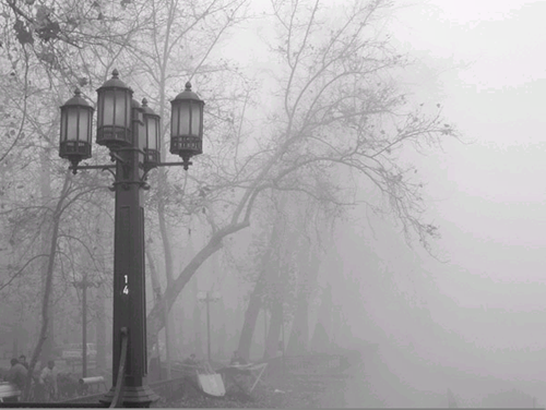 Niebla en el parque