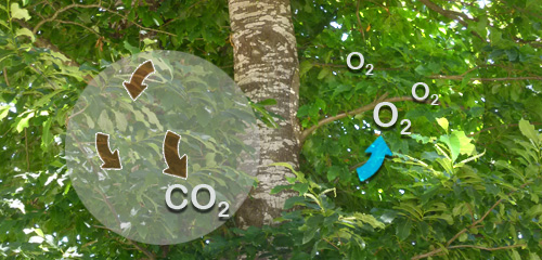 Los bosques tropicales absorben más y más CO2 – Nuestroclima