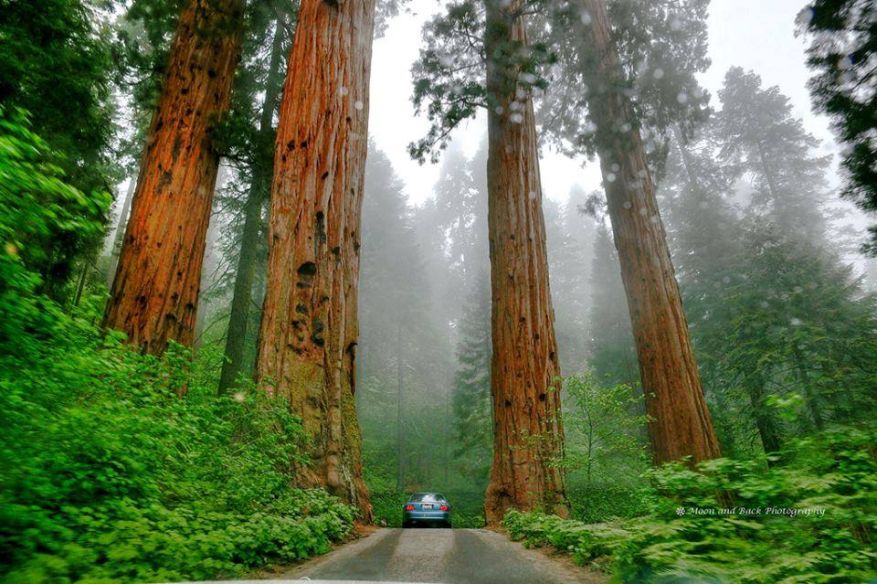Estos son los» árboles gigantes» que dominan un parque en California –  Nuestroclima