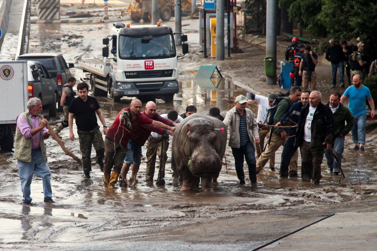 Inundacion en zoologico de Tiflis 6