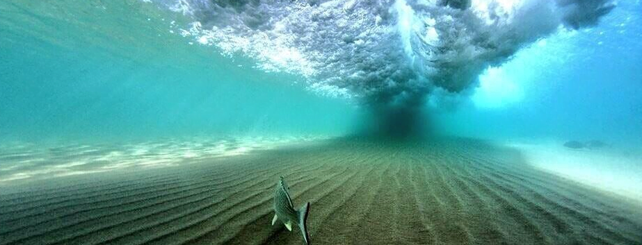 Bajo el Mar