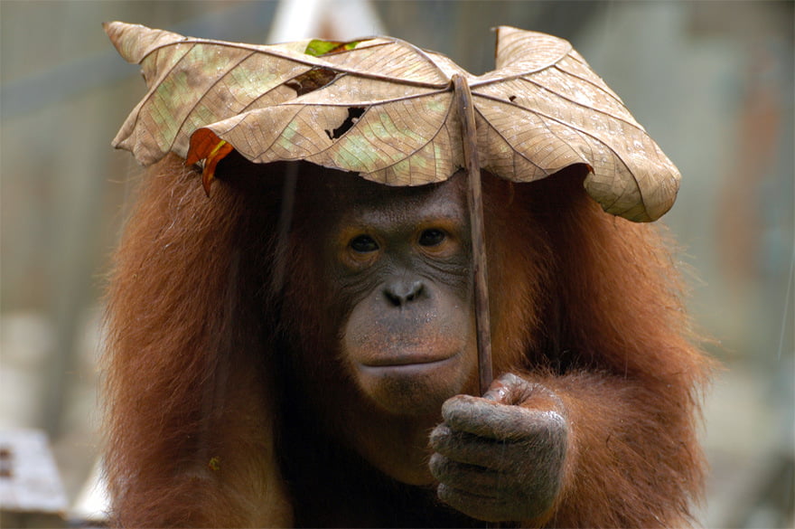 Animales con Paraguas