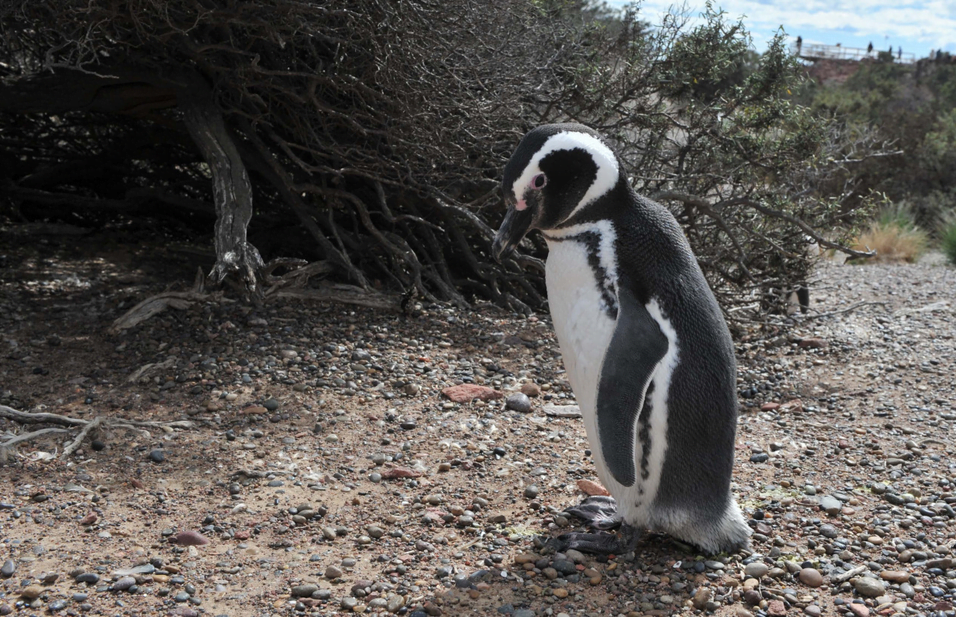 Llegada de Pinguiinos 4
