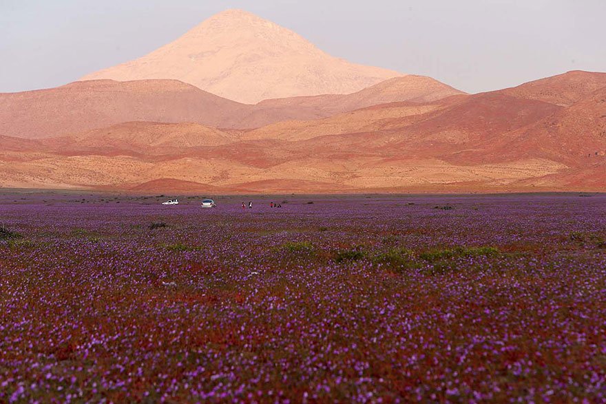 Flores en desierto de Atacama 5