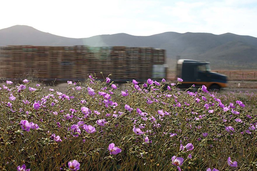 Flores en desierto de Atacama 6