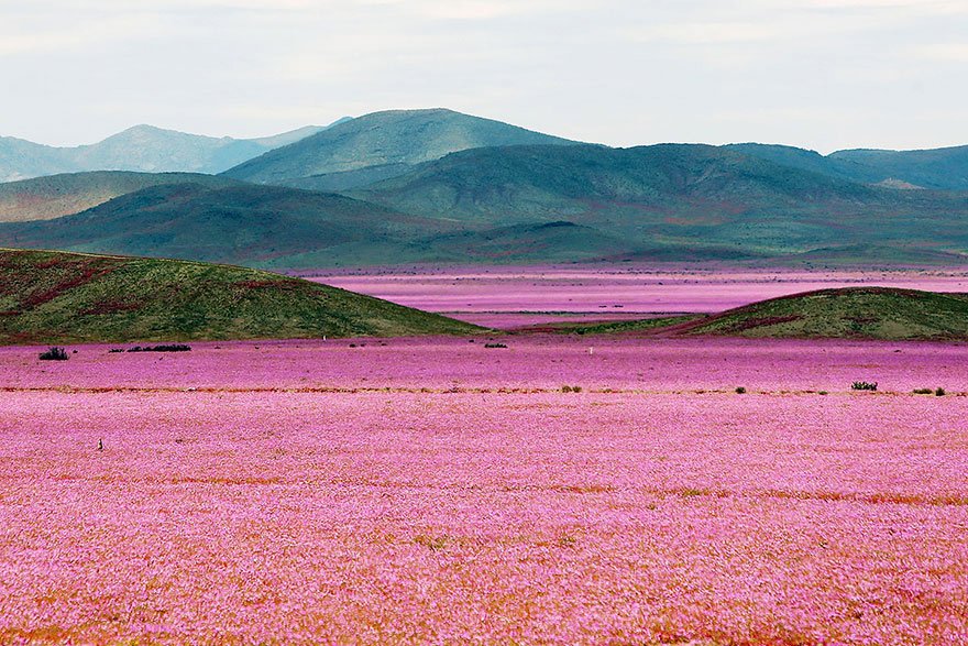 Flores en desierto de Atacama