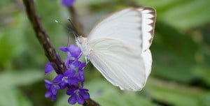 Mariposas blancas