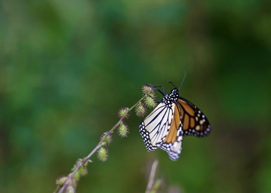 Mariposas monarcas 3