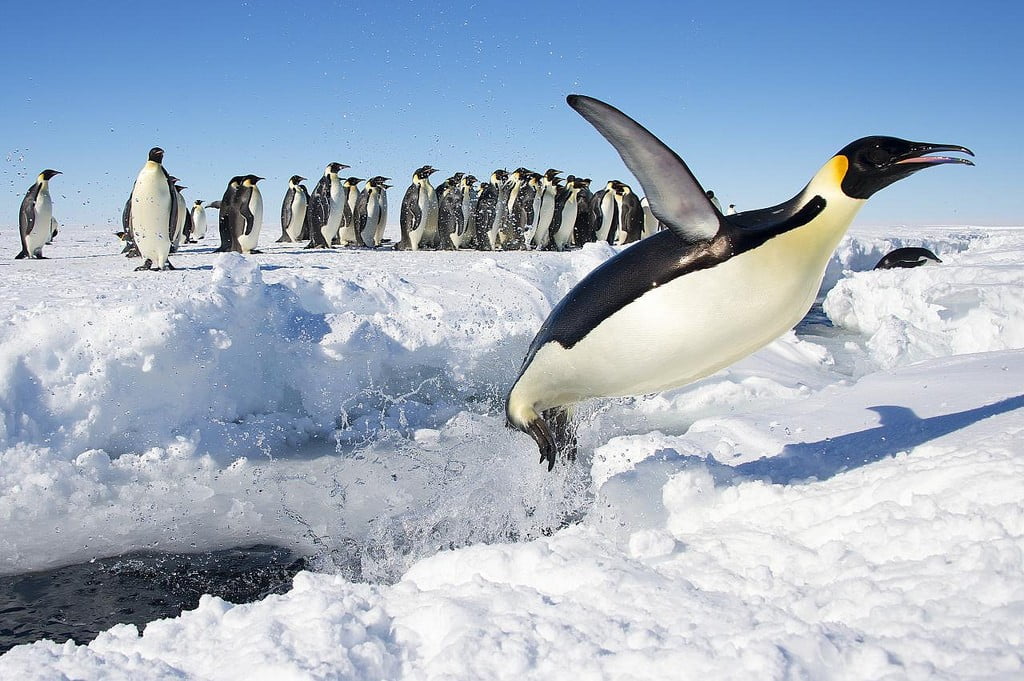 Pinguinos 6