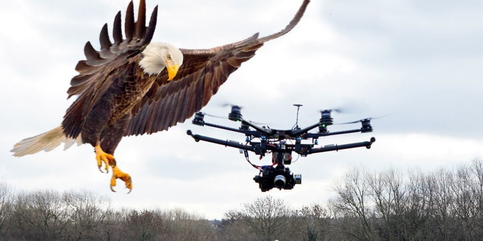 Drones y aves