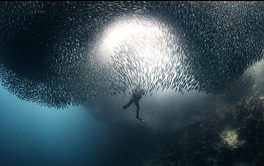 Invasion de sardinas 2