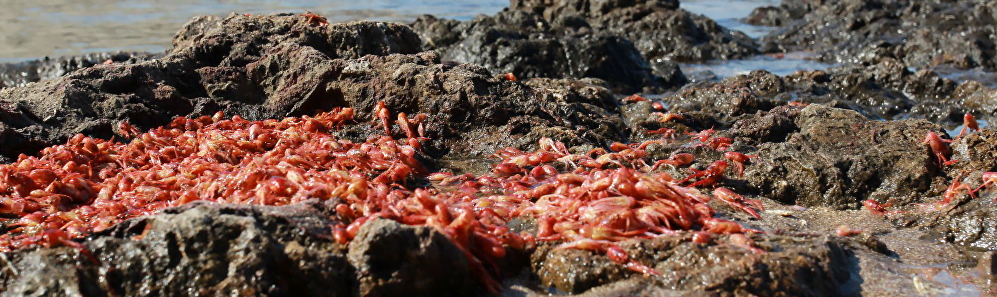 Marea roja en Chile 7