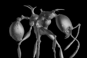 Nuevas especies de Hormigas 2