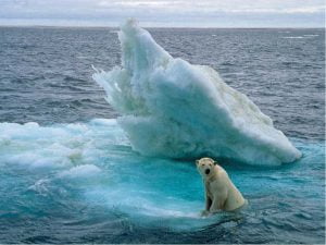 osos-polares-y-derretimiento-3