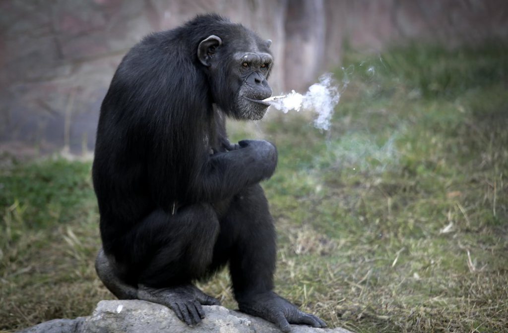 azalea-la-chimpance-que-fuma-2