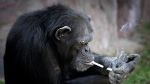azalea-la-chimpance-que-fuma-3
