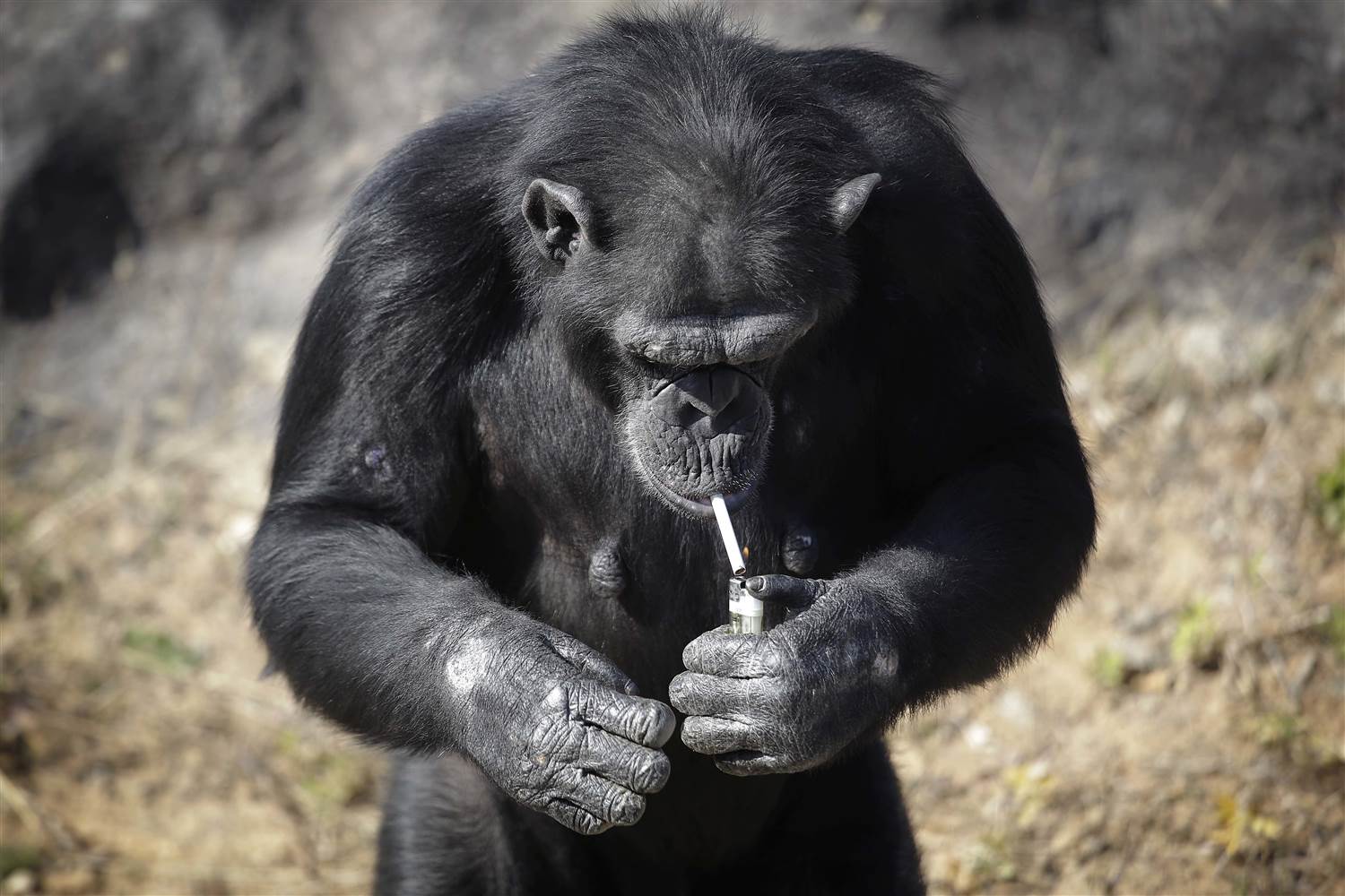 azalea-la-chimpance-que-fuma-5