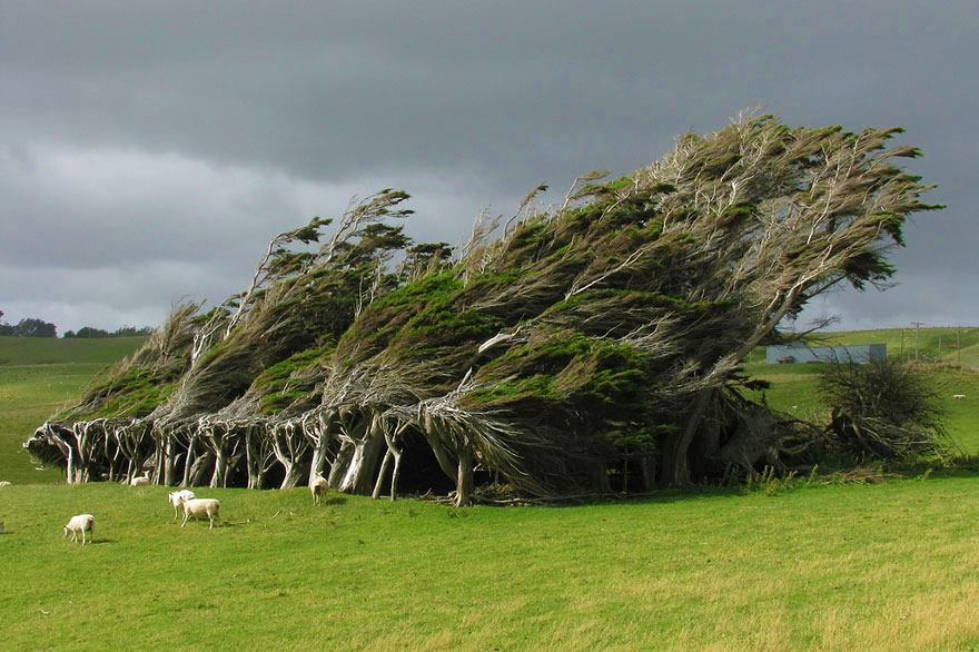 La Luz y el viento moldean los árboles – Nuestroclima