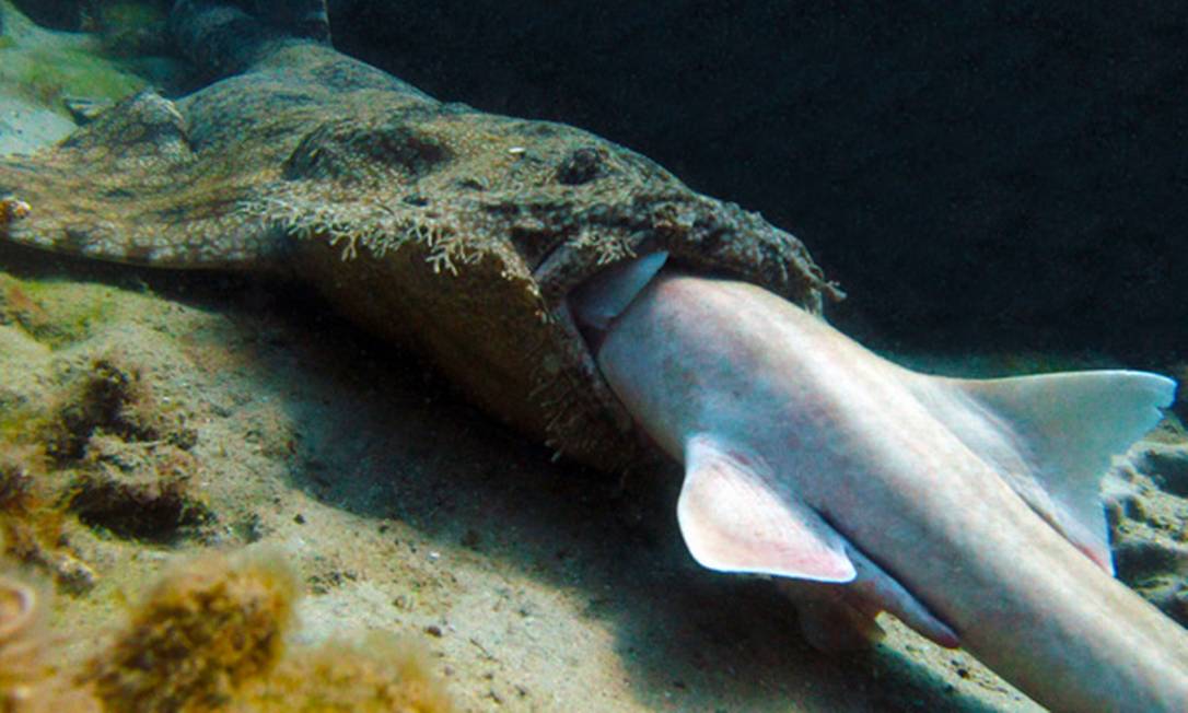 el-tiburon-alfombra-7