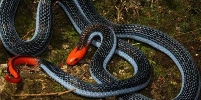Esta serpiente produce el veneno más potente de la Tierra – Nuestroclima