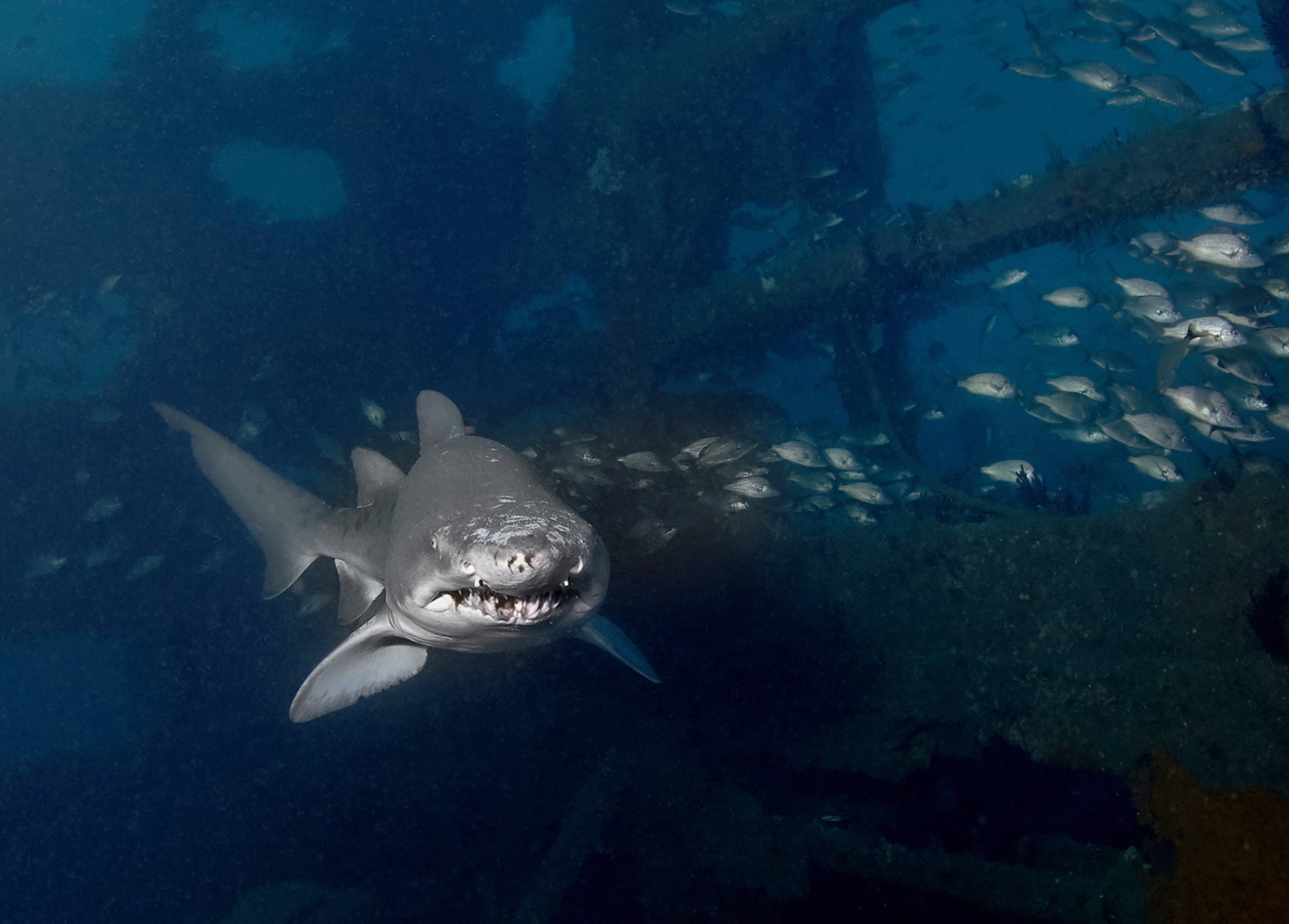 During WWII, U-Boats would sit right on the US coast waiting to ambush unsuspecting ships. Today the wrecks left behind are inhabited by the many sand tiger sharks that move up and down the US East coast. This picture was taken deep in the hold of the wreck of the Atlas where I had an amazing face to face encounter.