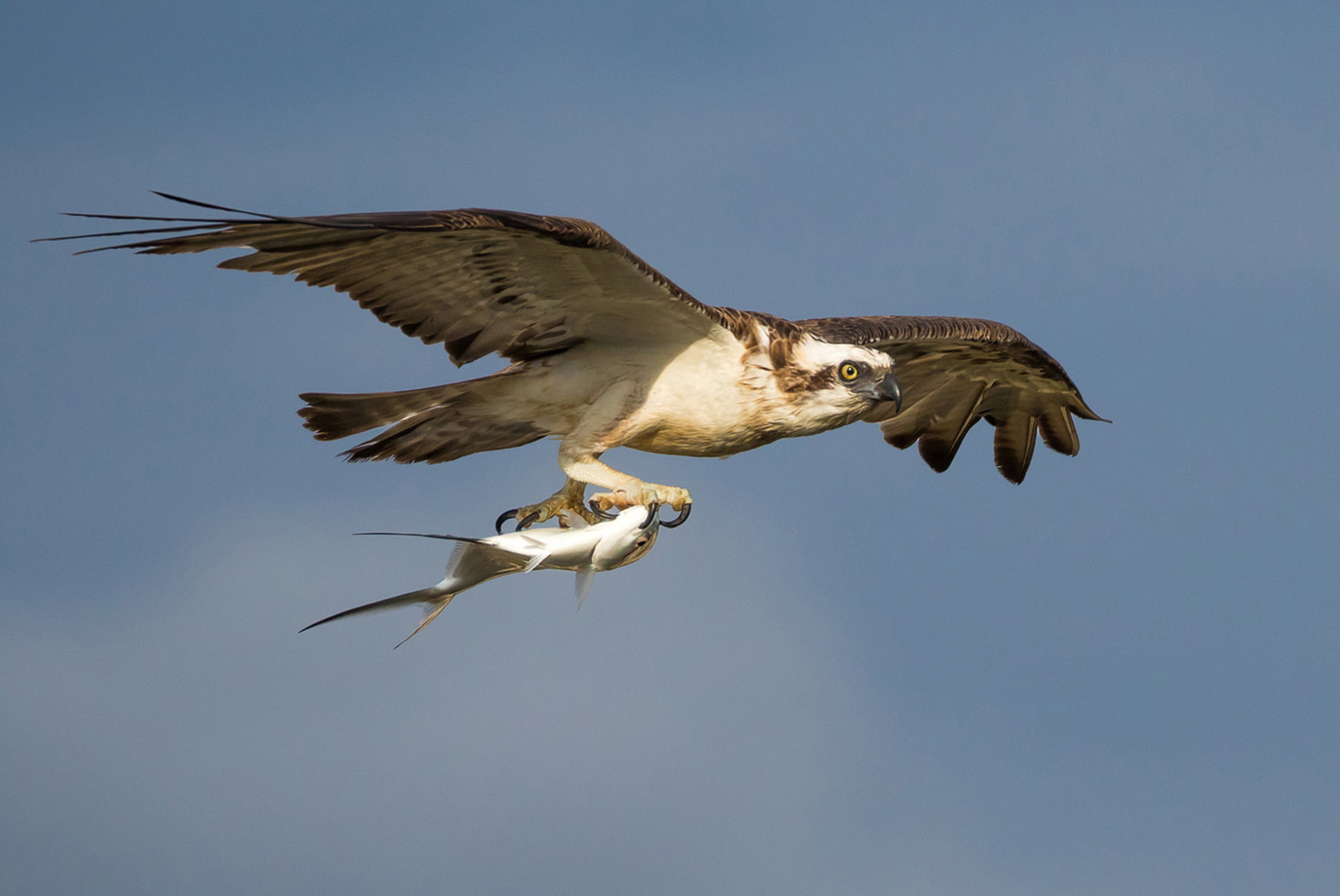 This Eastern Osprey (Pandion cristatus) was heading back to his nest with his prize catch (A swallow tail or Trevaly). I have being photographing him for a few months and he appeared to do a circle over head before heading away - he seemed very chuffed with himself!