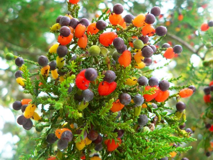 El «árbol que da cuarenta frutas»