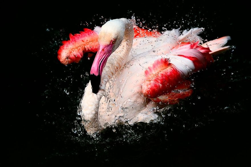 ¿Por qué los flamencos son de color rosa?