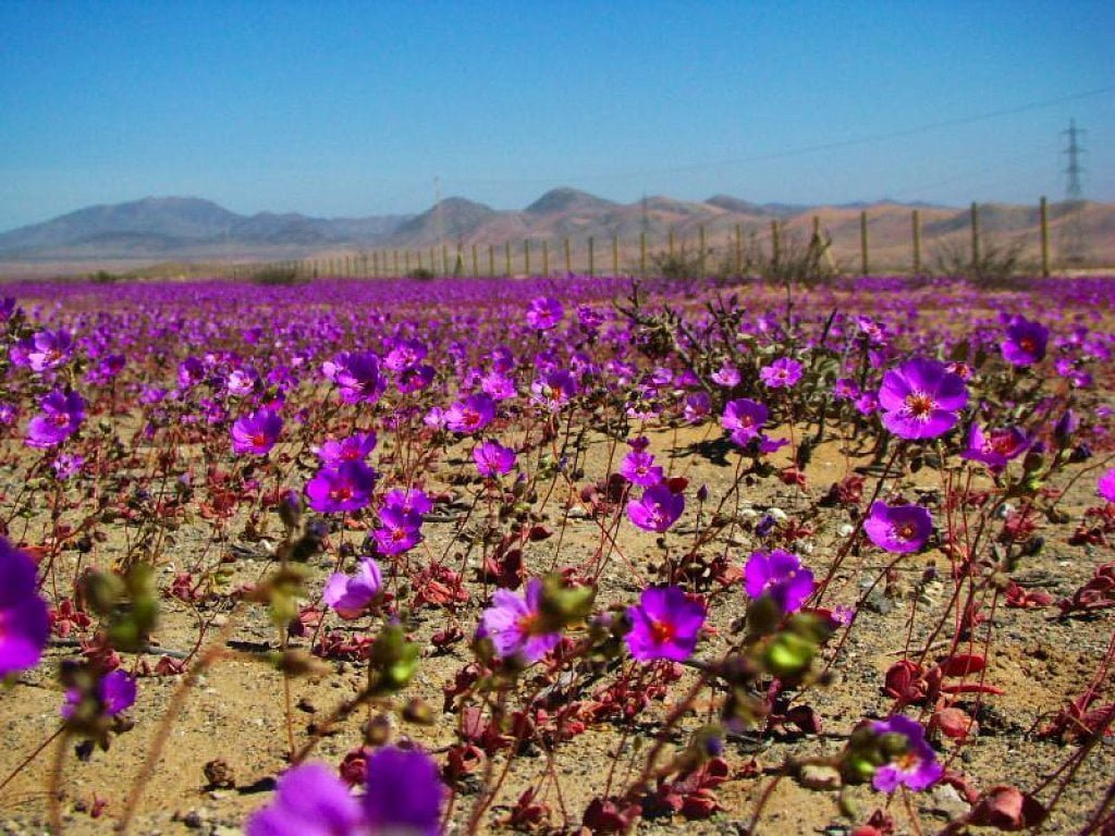 Цветок расцветает раз в год. Чили пустыня Атакама. Цветущая пустыня Атакама, Чили. Цветение пустыни Атакама. Атакама цветет Чили.