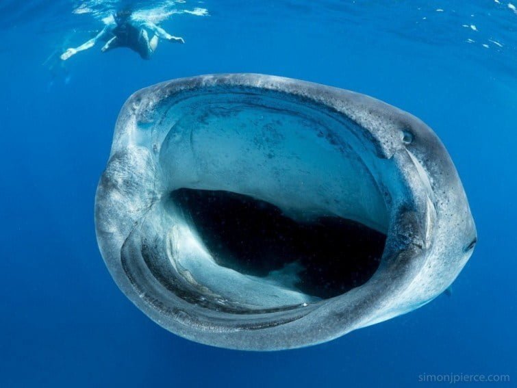 El pez más grande del mundo… con solo 11 metros – Nuestroclima