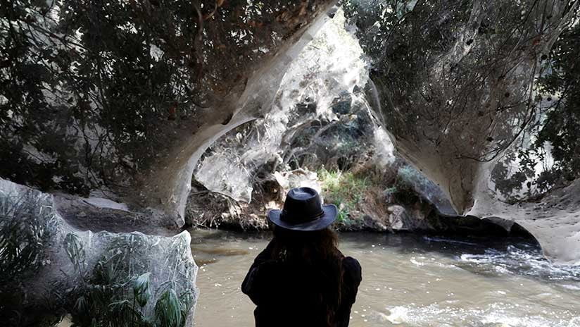 Insolito Bosque Encantado De Jerusalen Cubierto De Telaranas Gigantes Nuestroclima