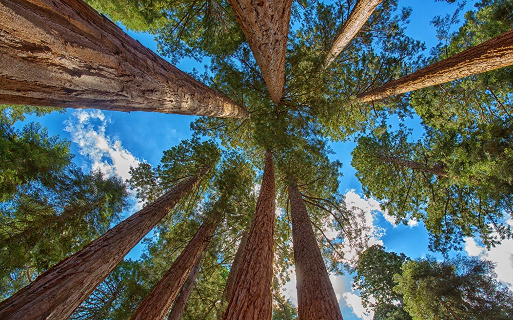 Te pusiste a pensar cuántos árboles hay en el mundo? – Nuestroclima