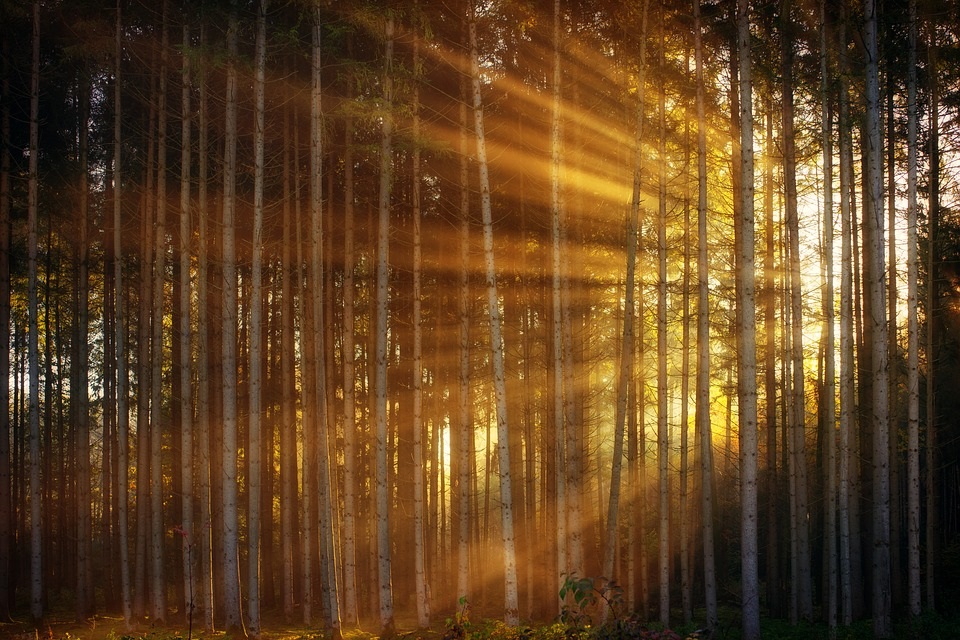 Rayos de sol entre las ramas de árboles – Nuestroclima