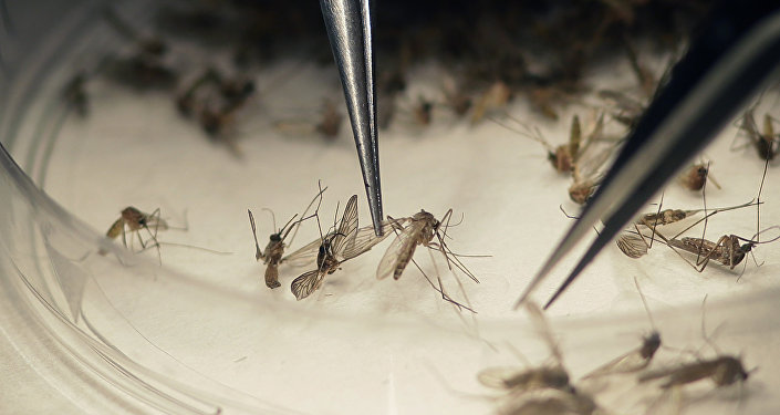 El Aedes aegypti es el transmisor de las tres enfermedades — Foto: Divulgación / Alcaldía de Ipatinga