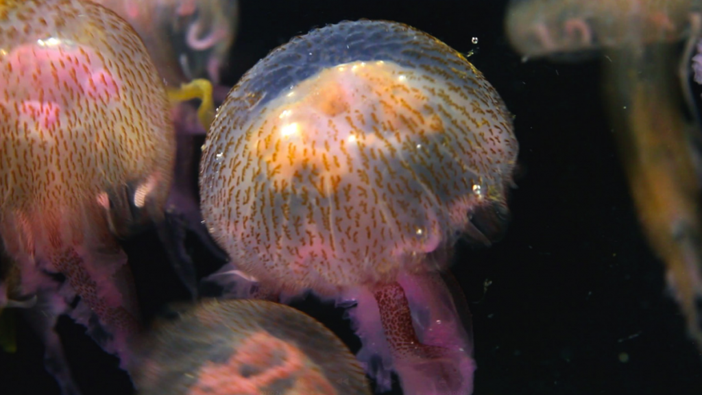 ¿Sabías esto sobre las medusas?