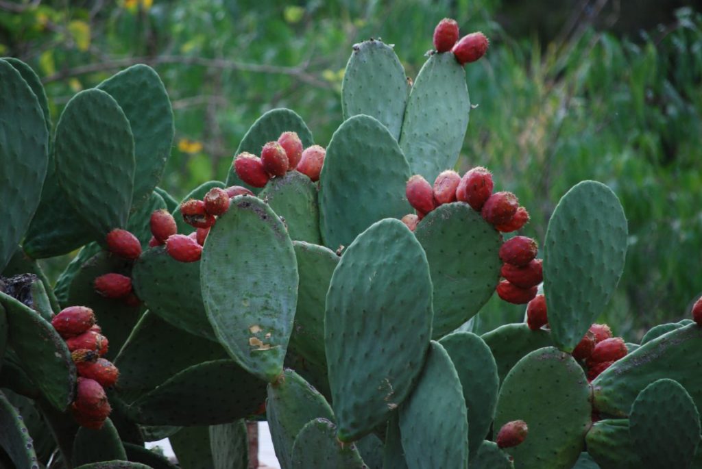 El amaranto y el nopal podrían hacer frente a la crisis mundial de los alimentos