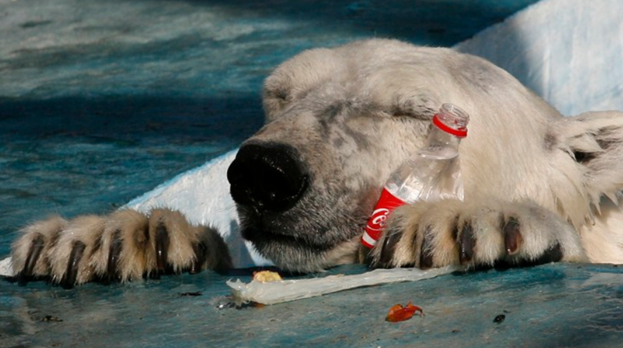 Los osos comen plástico en el Ártico