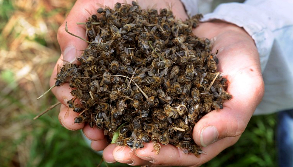Mueren 30 millones abejas en Panamá – Nuestroclima