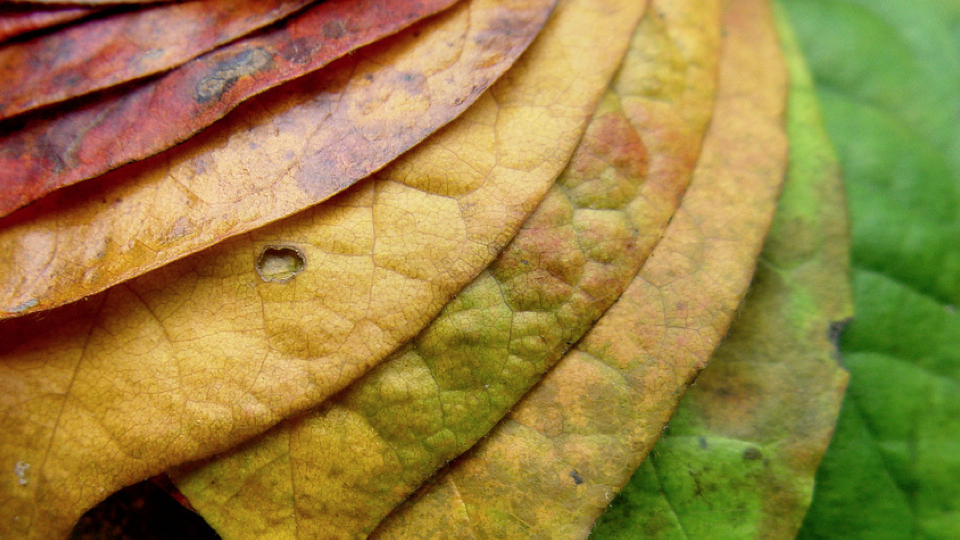 Por qué cambian de color las hojas de los árboles? – Nuestroclima