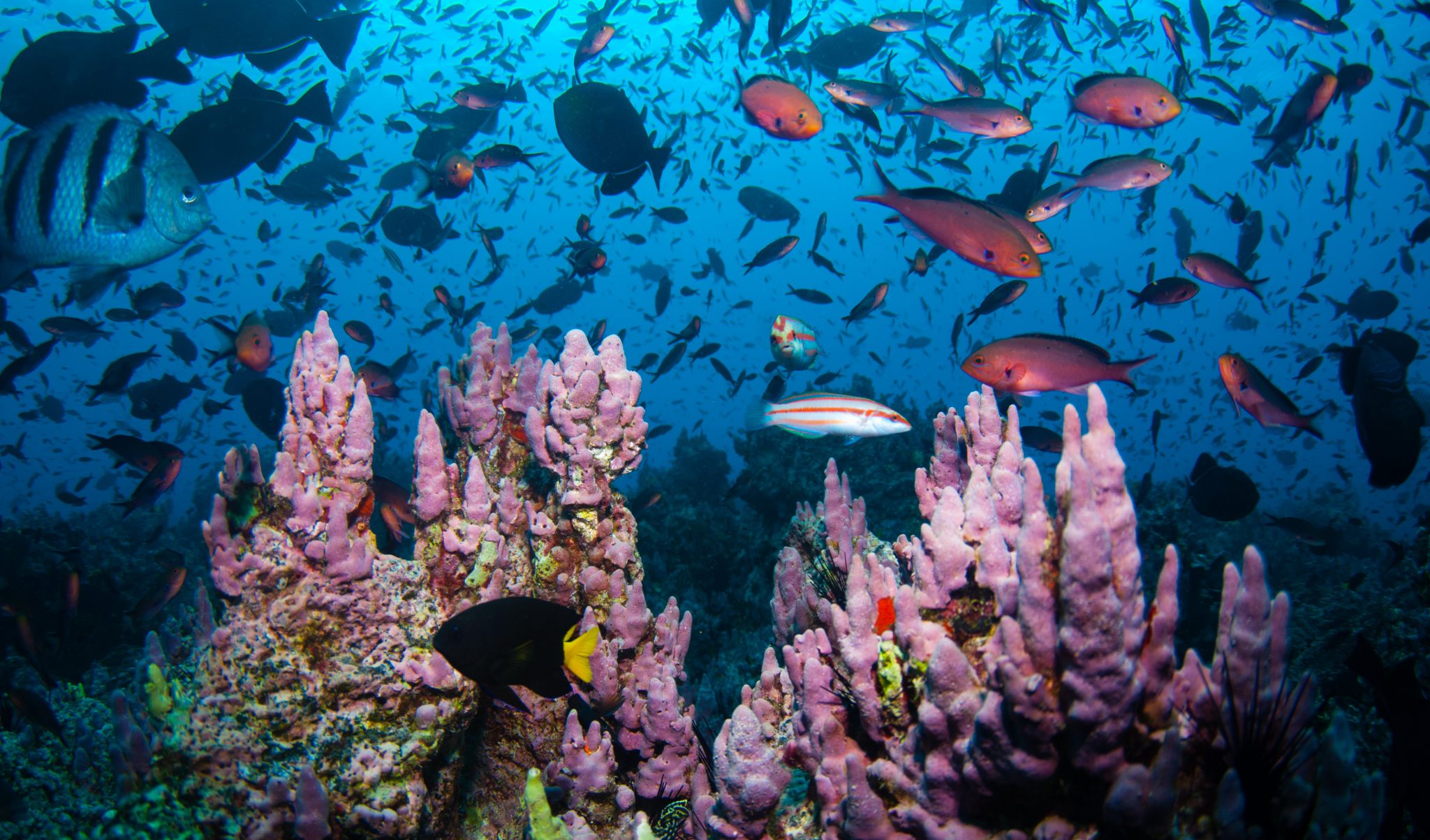 Gran Diversidad De Especies Marinas ¿a Qué Se Debe Nuestroclima 1686