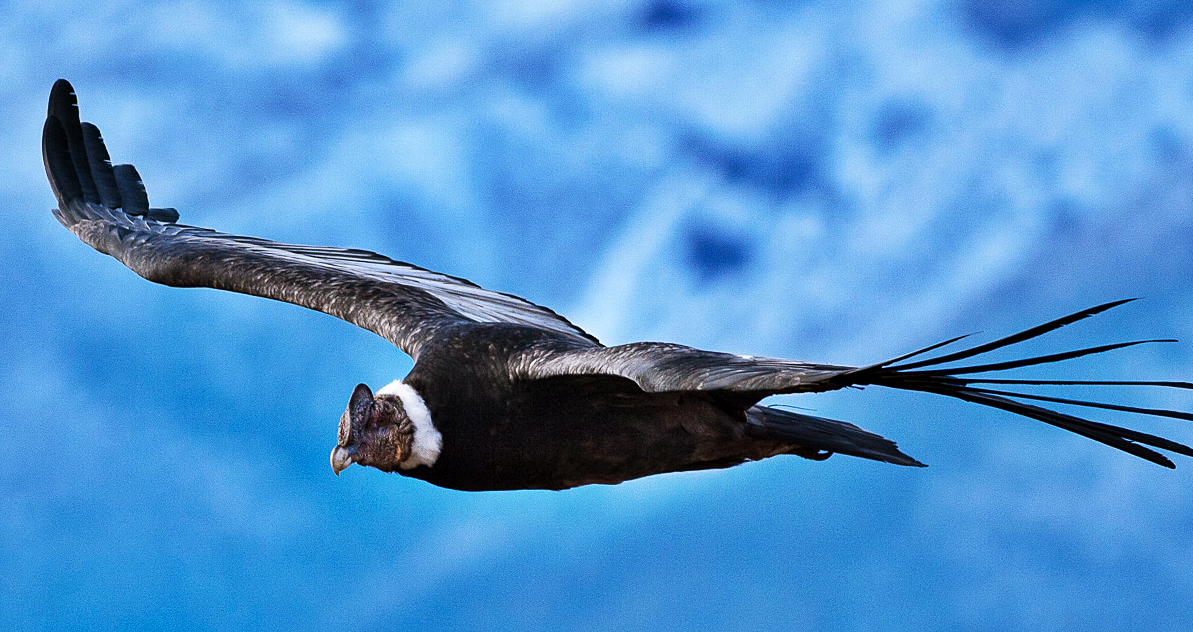 Cóndor andino: el arte de volar – Nuestroclima
