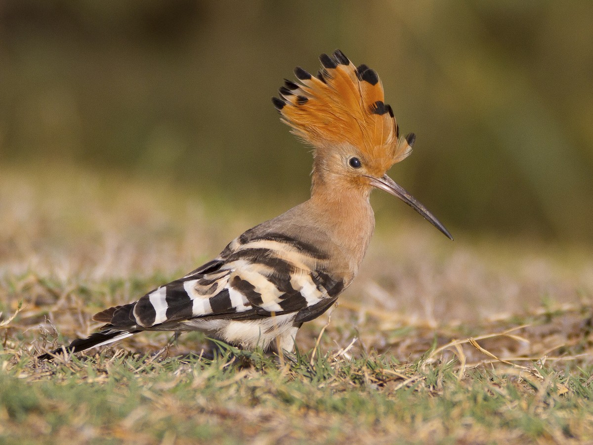 4-el-hoopoe-nuestroclima