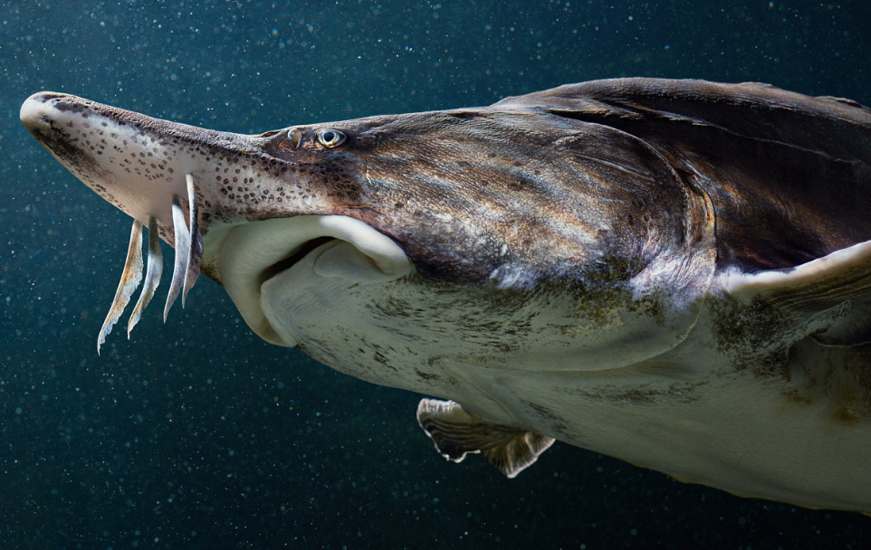 Este es el pez de agua dulce más grande del mundo – Nuestroclima